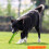 Pet Companion's Delight, ανθεκτικό λαστιχένιο στικ TPR για επιθετικό μάσημα, παιχνίδι 4