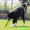 Pet Companion's Delight, ανθεκτικό λαστιχένιο στικ TPR για επιθετικό μάσημα, παιχνίδι 4