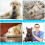 Pet Comfort Companion, Αυτοψυχόμενο χαλάκι από μετάξι πάγου Υψηλής τεχνολογίας ψυχρές 5