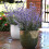 Unwins Unwins Perennial Flowers Seed Bundle 3