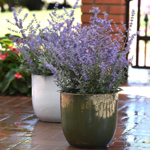 Unwins Unwins Perennial Flowers Seed Bundle 2