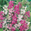 Unwins Unwins Perennial Flowers Seed Bundle 11