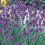 Unwins Unwins Perennial Flowers Seed Bundle 5