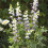 Unwins Unwins Perennial Flowers Seed Bundle 9