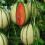 Unwins Unwins Sweet Summer Fruit Seed Bundle 10