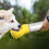 Pet Pal: Μπουκάλι νερού για σκύλους, φορητός διανομέας κατοικίδιων για υπαίθριες 5