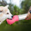 Pet Pal: Μπουκάλι νερού για σκύλους, φορητός διανομέας κατοικίδιων για υπαίθριες 5