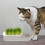 Cat Grass Hydroponique Pour Chat Boîte À Intérieure 6