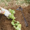 À Main En Acier Pour Jardinage Terrassement 3