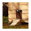 Automated Poultry Access Portal, Solar Energized, Clear Visual Interface, Programmable with Natural Light Sensor, Durable Metal Frame 2