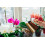 Vitax 2xVitax 500ml Orchid Growth Feed 3