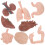 32 Pcs Human Organ Model 3D Anatomy Study And Teaching Tool 1