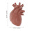 32 Pcs Human Organ Model 3D Anatomy Study And Teaching Tool 9