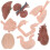 32 Pcs Human Organ Model 3D Anatomy Study And Teaching Tool 2