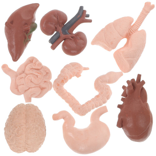 32 Pcs Human Organ Model 3D Anatomy Study And Teaching Tool 1
