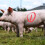 5 Pcs Livestock Marking Crayons with Covers for Cattle 5