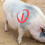5 Pcs Livestock Marking Crayons with Covers for Cattle 6