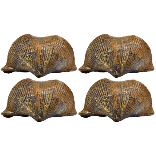 4 Pcs  Brachiopod Paleontology Fun Science Ornaments Teaching Props 1