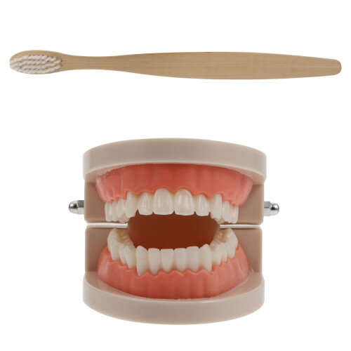 3 Sets Child Teeth Model For Oral Education Random Color