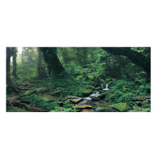 Non Glare Long Lasting Material Foggy Rainforest Aquarium Background Waterproof PVC Fish Tank Poster With High Transparency For Terrarium Reptile Encl