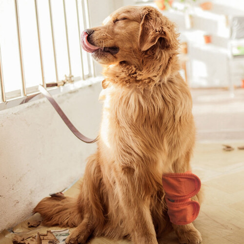 Dog Comfort Solution: Joint Supports, Cartoon Bear Pattern, No Fluorescent Agent, Soft Touch, Highly Elastic 1
