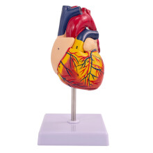 Modelo interactivo de anatomía del corazón, réplica de PVC a escala 1:1 con 34 estructuras, montado sobre una base para mayor estabilidad, la