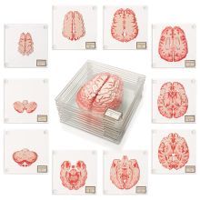 Porta-copos com formato anatômico de cérebro para presentes de neurociência, decoração de cérebro, porta-copos 3D com formato de cérebro para