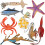 Συλλογή Θαλάσσιας Βιολογίας, Υψηλής Ποιότητας Λεπτομερείς Φιγούρες για Τάξεις 1