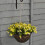 Smart Garden Smart Garden Basket Blond Lobelia - 10in 1