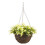 Smart Garden Smart Garden Basket Blond Lobelia - 10in 2