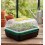 21cm Small Propagator Set Seed Gravel Tray Cover 1