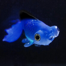 Miayilima Landscaping Fish Tank Decor Glowing Animal Ornament Aquarium Effect Aquarium Accessories