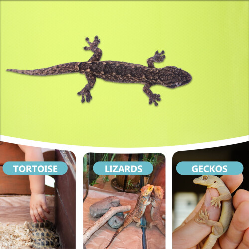 Krabbeldecke, Terrarieneinlage, Bodengrund, Bartagamenteppich, Gecko-Eva 2