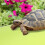 Krabbeldecke, Terrarieneinlage, Bodengrund, Bartagamenteppich, Gecko-Eva 2
