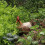 Hen Chicken Saddle Apron Feather Protection Holder Back Protector Chicken Saddle Apron Double Layer Jacket 5
