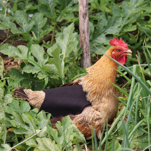 Hen Chicken Saddle Apron Feather Protection Holder Back Protector Chicken Saddle Apron Double Layer Jacket 1