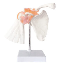 Modèle anatomique de l'articulation de l'épaule, squelette anatomique, modèle des ligaments de l'épaule du corps humain