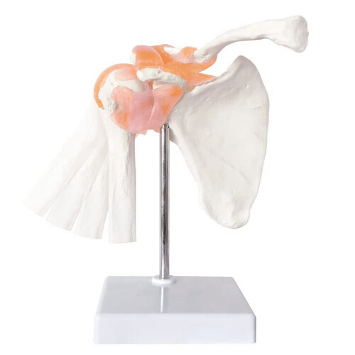 Anatomisk axelledsmodell Anatomiskelett, människokroppsmodell av axelligament