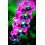 Cymbidium Surprise για καλλιέργεια σε γλάστρες για εσωτερική ή εξωτερική καλλιέργεια το 1