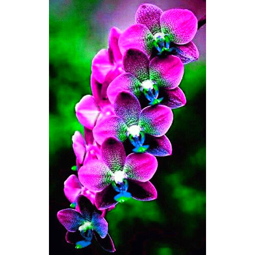 Cymbidium Surprise για καλλιέργεια σε γλάστρες για εσωτερική ή εξωτερική καλλιέργεια το