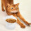 Κεραμικά μπολ τροφής για γάτες, φούρνος με υπερυψωμένα κύματα, χαριτωμένα 6