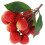 Modelo artificial de lichia - decoração de fruta realista. 3