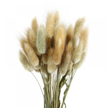 Tallos de hierba de la Pampa secos, colas de conejo, colas de conejo secas de la Pampa para arreglos florales, decoración de bodas y del hogar.