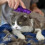 KONG Cat ZoomGroom EU 2