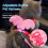PetClub Angel Wings Διακόσμηση για κατοικίδια, λουρί, ζώνη, γιλέκο, ζώνη ασφαλείας, είδη 5
