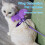PetClub Angel Wings Διακόσμηση για κατοικίδια, λουρί, ζώνη, γιλέκο, ζώνη ασφαλείας, είδη 7