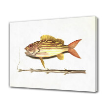 Pictură pește pe pânză poster decor dormitor peisaj sportiv decor cameră birou cadou, stil ramă, 08x12inch (20x30cm)