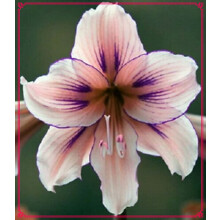 Amaryllis Bulbs for Planting, Easy to Grow Perennial with Large Flowers, Long Blooming Period, Perfect for Gardeners