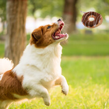 Brinquedos para cães com apito, brinquedos para mastigar para cães que mastigam agressivamente, brinquedos duráveis para cães de pequeno e médio