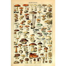 Asdg12s Vintage Poster Druck Pilze Champignons Bestimmungstabelle Diagramm Illustration Botanisches Lehrmaterial Wanddekoration